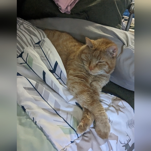 Free loves- closet rule - Picture 4 of 5